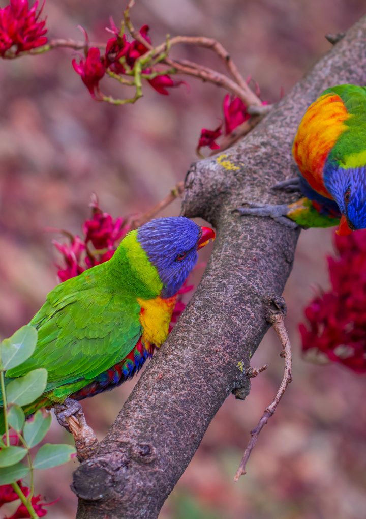 Our fine feathered friends