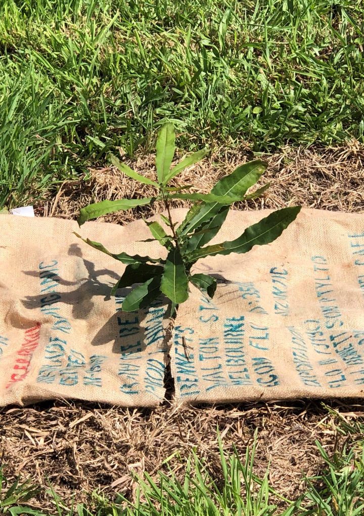 Creating a Bush Tucker Food Forest