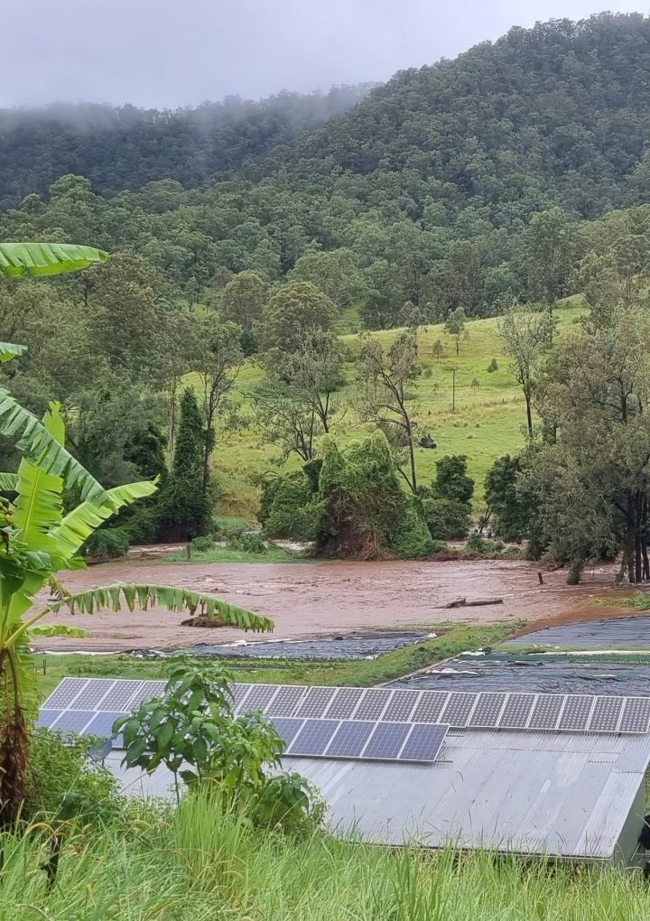 Alfred – the environmental damage