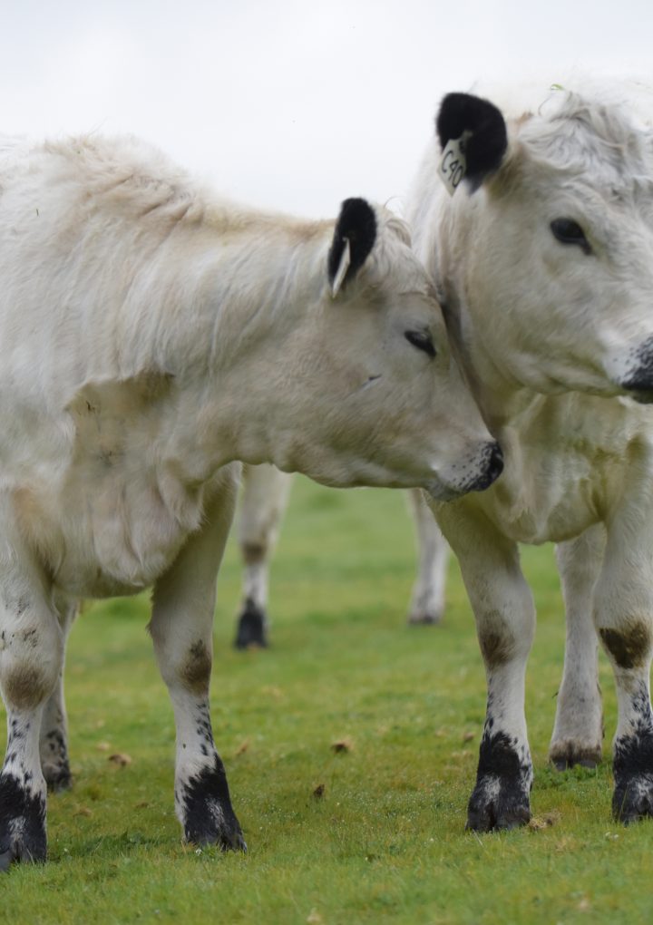 Cattle and a rare breed of farmer
