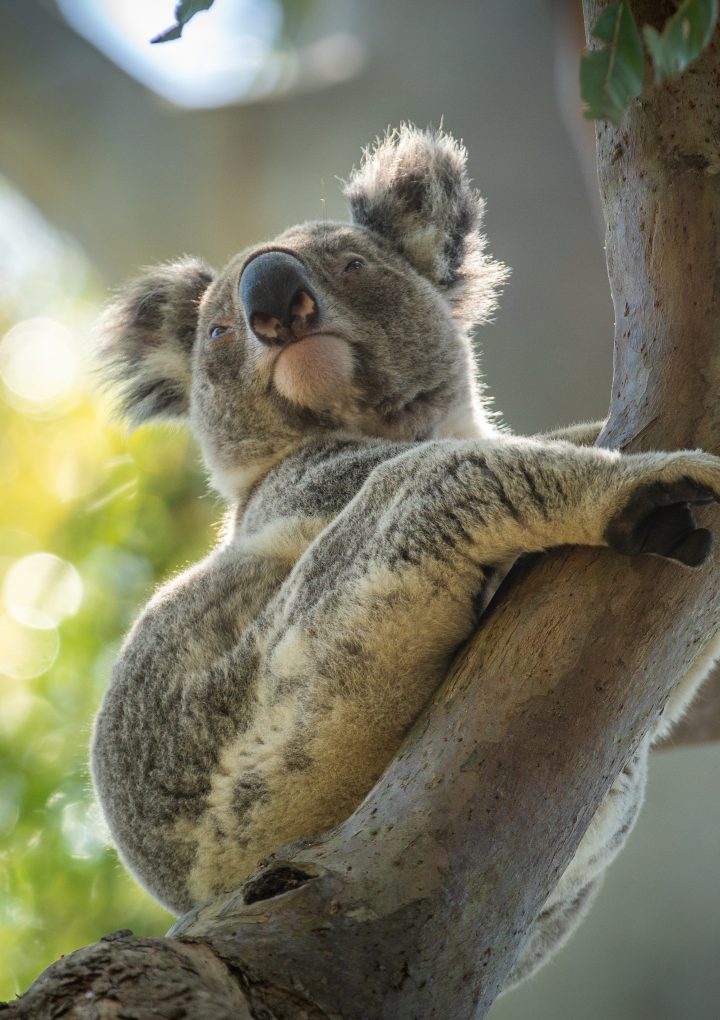 Slow down for koalas